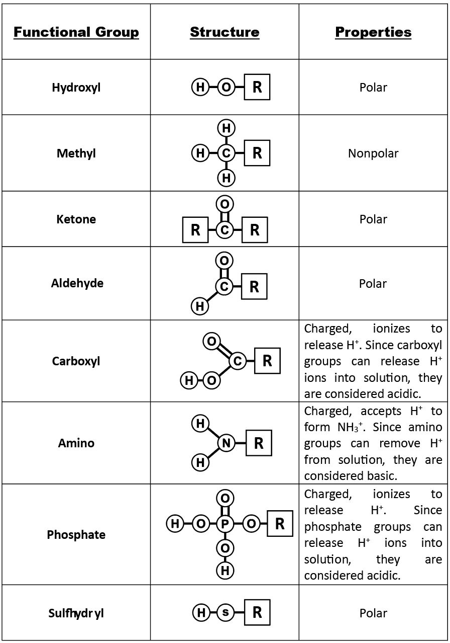 Table shows the structure and properties of different functional groups. Hydroxyl groups, which consist of OH attached to a carbon chain, are polar. Methyl groups, which consist of three hydrogens attached to a carbon chain, are nonpolar. Carbonyl groups, which consist of an oxygen double bonded to a carbon in the middle of a hydrocarbon chain, are polar. Carboxyl groups, which consist of a carbon with a double bonded oxygen and an OH group attached to a carbon chain, are able to ionize, releasing H+ ions into solution. Carboxyl groups are considered acidic. Amino groups, which consist of two hydrogens attached to a nitrogen, are able to accept H+ ions from solution, forming H3+. Amino groups are considered basic. Phosphate groups consist of a phosphorous with one double bonded oxygen and two OH groups. Another oxygen forms a link from the phosphorous to a carbon chain. Both OH groups in phosphorous can lose a H+ ion, and phosphate groups are considered acidic.