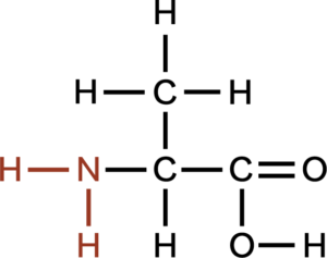 The amino acid alanine with the central carbon atom bonded to a hydrogen atom, an amino group, a carboxyl group, and a methyl group for the side chain or R group.