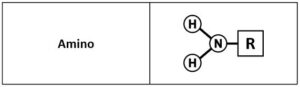 Amino groups, which consist of two hydrogens attached to a nitrogen by single covalent bonds and which is attached to a "R" group.