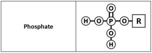 Phosphate groups consist of a phosphorous with one double bonded oxygen and two OH groups. Another oxygen forms a link from the phosphorous to a "R" chain.