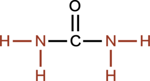 A carbon double bonded to oxygen and two amino (NH2) groups.